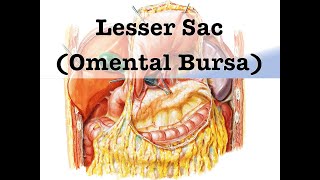 Lesser Sac Omental Bursa [upl. by Ynnahc]