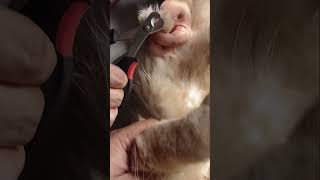 How to trim cat nails [upl. by Nosduh]