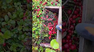 my special tools for picking berries harvesting cranberry lingonberry berryfarm blueberry [upl. by Gomar]