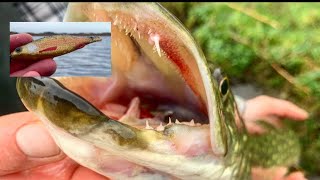 Pike on the lures‼️ Ynys Mon  Anglesey  Fishing in Wales 🎣🐊 [upl. by Orazio]