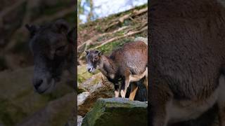 Mouflon cub sheep shorts ytshort videoshort nature wildlife [upl. by Mera]