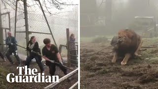 Tugofwar with a lion Dartmoor zoo offers cruel challenge [upl. by Inahc]