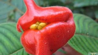 Psychotria Elata or Flower Lips  The Kissable Flower [upl. by Nessie77]