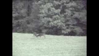 Big Wild Whitetail Bucks Fighting [upl. by Terrilyn]