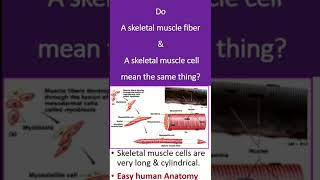 Do A skeletal muscle fiber amp A skeletal muscle cell mean the same thing [upl. by Cowley295]