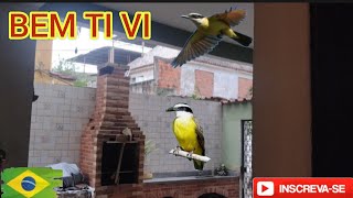 BEM TE VI CANTANDO NO MEU QUINTAL SONGBIRDS PASSERINE BADERNA DE PÁSSAROS BEM TE VI NO MEU QUINTAL [upl. by Sakul]