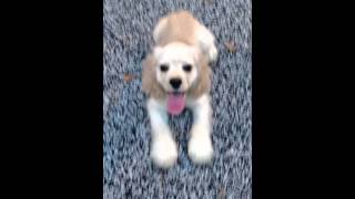 Cocker Spaniel Puppy For Adoption  5 Months  • Lady � [upl. by Ebenezer]