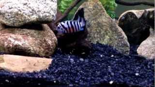 Convict Cichlid Tank Explanation [upl. by Esenahs]