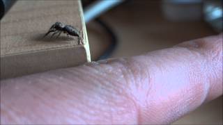 jumping spider closeup jumps on my hand and walks around there  Springspinne hüpft auf Hand [upl. by Elia]