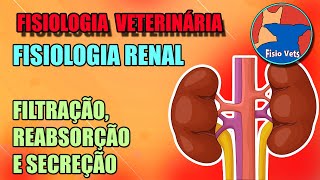 Fisiologia renal  Filtração reabsorção e secreção  fisiologia veterinária  Aula 2 [upl. by Hedwig398]