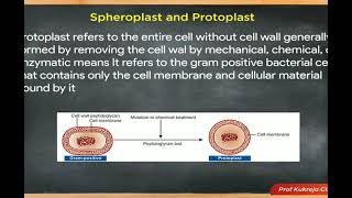 Micro30 The Bacterial Cell structure bacterial cytology  Spheroplast and Protoplast shorts [upl. by Launcelot]