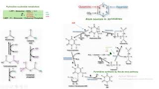 síntesis de novo pirimidinas bioquímica biochemistry [upl. by Gebler]