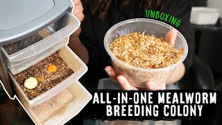 The BEST Setup For A Breeding Colony  MEALWORM UNBOXING amp SETTING UP [upl. by Eisenberg962]