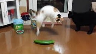 Crazy Cats Scared of Cucumbers Compilation [upl. by Akelam517]