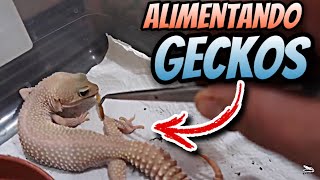 Alimentando a Todos mis Geckos Leopardo [upl. by Namilus]