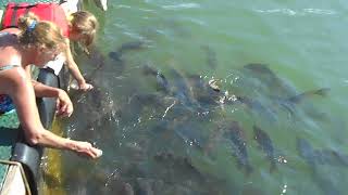 Bottle fed fish at Bluff View Marina on Clearwater Lake [upl. by Ymme]