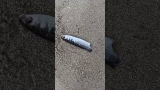 HalfEaten Fish Washes Ashore Sea Monster Attack [upl. by Boleyn]