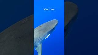 Shark Diver POV 🤩 shark diving hawaii ecotourism respect apexpredator a [upl. by Magee]