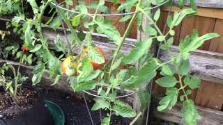 Heirloom Tomatoes Growing In My Florida Garden 5519 [upl. by Ri]