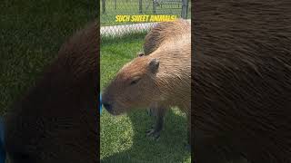 Two sweet capybara at the petting zoo capybara zoo alpaca [upl. by Cohe]