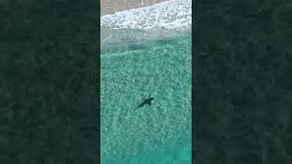 Shark Why you do not swim at Kgari Fraser Island [upl. by Litta869]