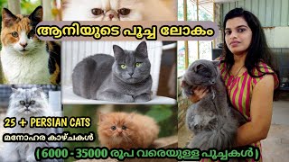 ആനിയുടെ പൂച്ച ലോകം  Persian Cats Malayalam [upl. by Occor81]