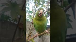 Pericos sapollolitos cantando 🐦🐦 [upl. by Aizek]