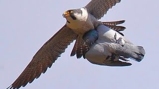 falcon attack peregrine falcon unexpectedly😢🤯 [upl. by Mlohsihc659]