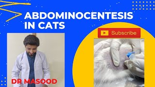 Abdominocentesis in Cat  Feline Infectious Peritonitis  Pioneer Pets Hospital  Dr Masood Tahir [upl. by Aneled]