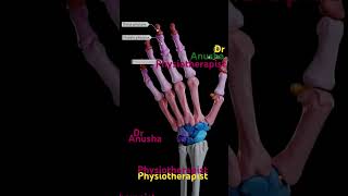 carpal bones in human body [upl. by Leahcin]