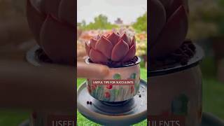 The Ultimate Guide to Succulent Care [upl. by Michaud]