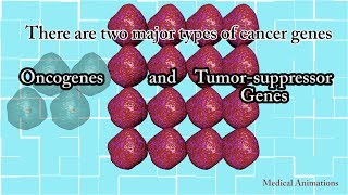 6 Tumour Suppressor Genes Retinoblastoma and the two hit hypothesis p53 [upl. by Aikemet465]