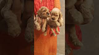 COCKER SPANIEL PUPPY 🐕❤️98885 63035 🌹🌹 [upl. by Auohc]