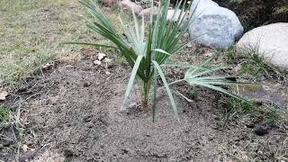 4 Chamaerops Humilis  Karłatka niska  w gruncie [upl. by Ahsilrak696]