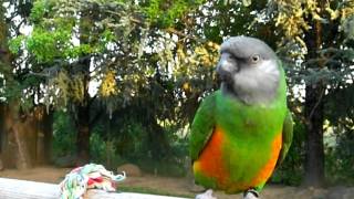 Senegal Parrot  Squishy in backyard talking [upl. by Broddy]