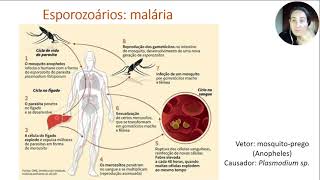 Protozoários 33 [upl. by Anelet79]