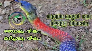 RedNecked Keelback Venomous amp Poisonous തൊട്ടാലും കടിച്ചാലും വിഷം [upl. by Atinrehs]