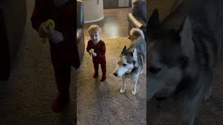 Dog and Toddler Practice Howling Together [upl. by Anwahsiek680]