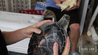 Sea Turtles and the Duke Law Environmental Law amp Policy Clinic [upl. by Norehc]