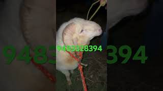 Vilayati sheep 116kg fresh two teeth NFS just show In sha Allah 2025 One of heaviest [upl. by Aiek]