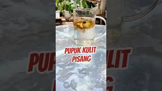 Buat Pupuk dari Kulit Pisang agriculture pupuk pupukorganik [upl. by Kalil595]