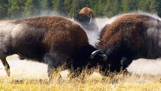 Combat de bisons impressionnant  ZAPPING SAUVAGE [upl. by Nnaaihtnyc]