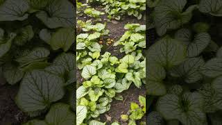 Растения Brunnera macrophylla quot Alexander´s Great quot shorts [upl. by Sid]