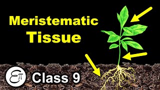 Meristematic Tissue  Plant Tissues Part 1  in Hindi for Class 9 [upl. by Tirrell925]