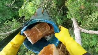 Honey is properly collected from 100 meter tall trees [upl. by Netnerb]