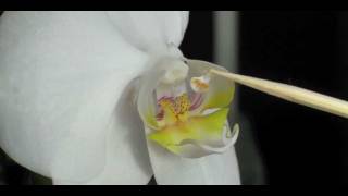 How to Pollinate Orchids  Phalaenopsis Orchid [upl. by Carlen]