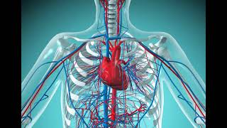 4 CVS Cardiovascular system Revision شرح بالعربي [upl. by Aromas]