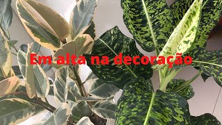 6 PLANTAS QUE ESTÃO EM ALTA NA DECORAÇÃO NO MOMENTO [upl. by Paul414]