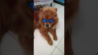 Big show the chow chow wearing his fancy glasses [upl. by Joby]