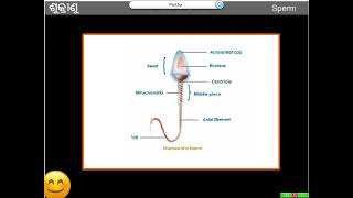 Life Science Class 10 Reproduction Part 14 [upl. by Narot641]